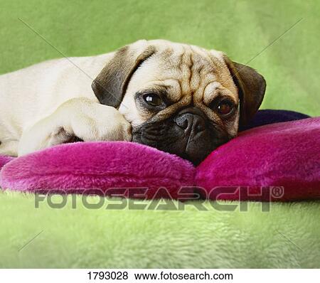 Stock Photo - Pug laying on pillows. Fotosearch
