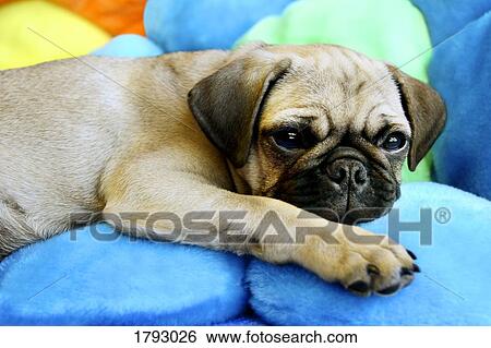 Stock Photograph - Pug laying on pillows. Fotosearch