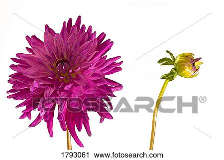 Stock Image - Purple Dahlia and bud. Fotosearch
