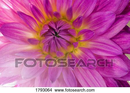 Purple Dahlia closeup View Large Photo Image Picture - Purple Dahlia closeup. Fotosearch