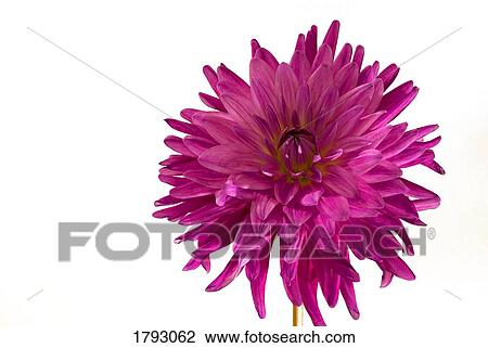 Purple Dahlia View Large Photo Image Stock Image - Purple Dahlia. Fotosearch