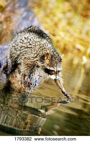 Raccoon fishing View Large Photo Image Stock Image - Raccoon fishing. Fotosearch