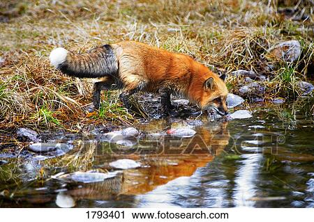 Red fox drinking water View Large Photo Image Stock Image - Red fox drinking water. Fotosearch