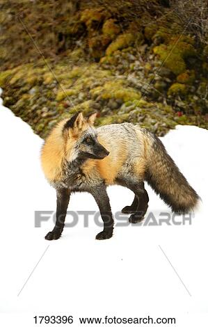 Stock Photograph - Red Fox in snow. Fotosearch