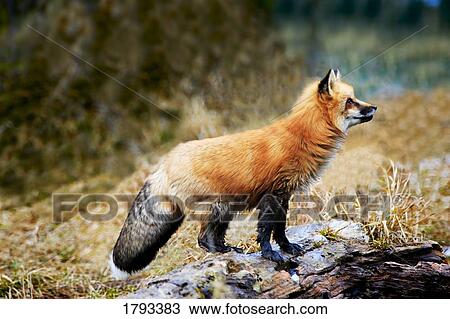 Red fox on rocks View Large Photo Image Stock Image - Red fox on rocks. Fotosearch