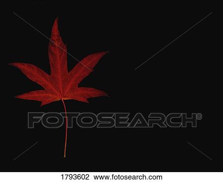 Red maple leaf on black background View Large Photo Image Stock Image - Red maple leaf on black background. Fotosearch