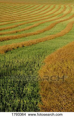 Rows of canola swathes View Large Photo Image Picture - Rows of canola swathes. Fotosearch