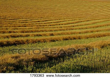 Stock Image - Rows of canola swathes. Fotosearch