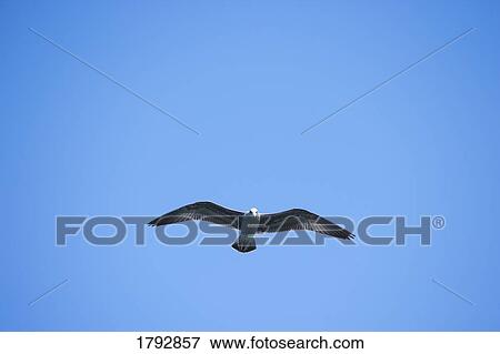 Stock Photo - Seagull flying. Fotosearch