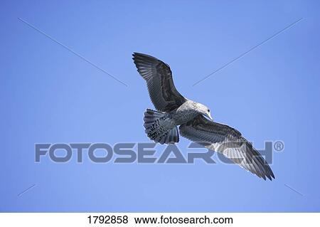 Stock Photo - Seagull flying. Fotosearch