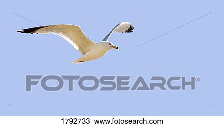 Stock Image - Seagull in flight. Fotosearch