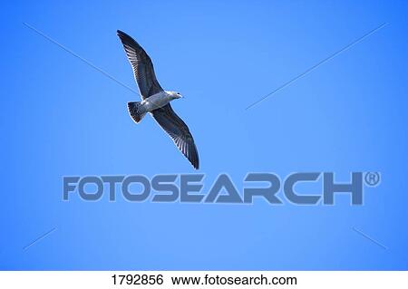 Stock Photograph - Seagull in flight. Fotosearch