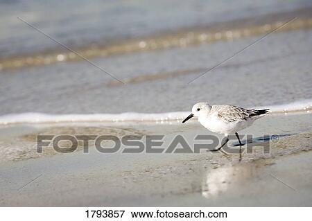 Stock Photo - Seagull on beach. Fotosearch