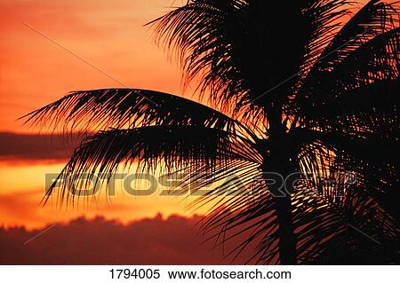 Stock Photography - Silhouetted palm tree. Fotosearch