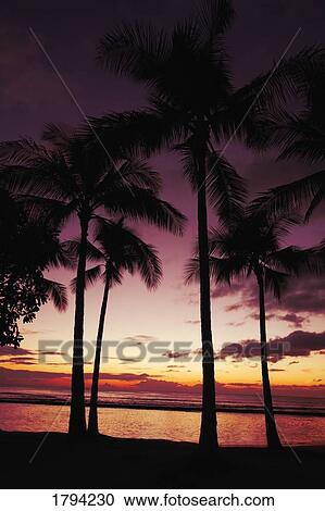 Stock Image - Silhouetted palm trees. Fotosearch