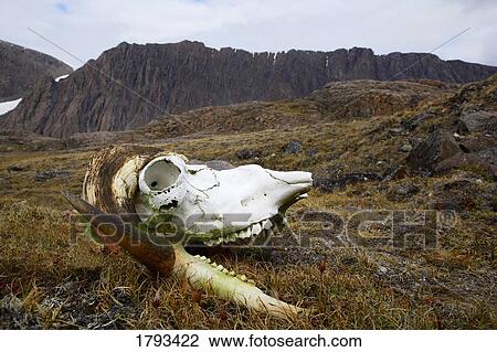 Skull of a Musk Ox View Large Photo Image Stock Image - Skull of a Musk Ox. Fotosearch
