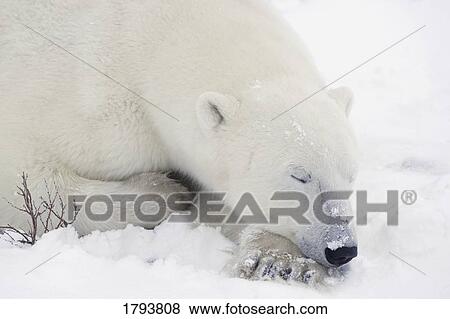 Sleeping polar bear View Large Photo Image Stock Photo - Sleeping polar bear. Fotosearch