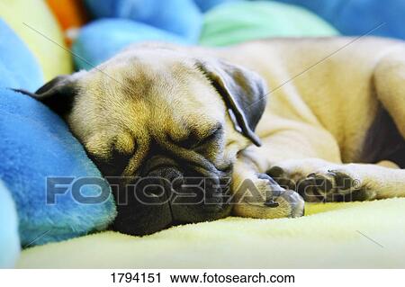 Sleeping puppy View Large Photo Image Stock Image - Sleeping puppy. Fotosearch