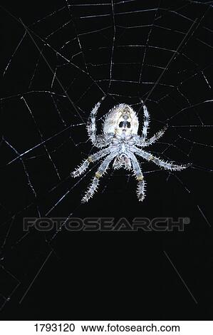 Stock Image - Spider in web. Fotosearch