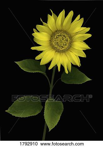 Stock Image - Sunflower. Fotosearch