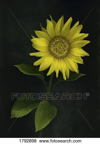 Sunflower View Large Photo Image Stock Photo - Sunflower. Fotosearch