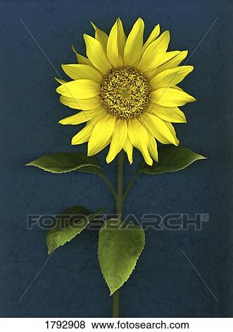 Sunflower View Large Photo Image Stock Photo - Sunflower. Fotosearch