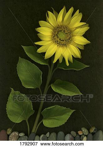 Stock Photo - Sunflower with rocks. Fotosearch