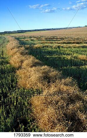 Stock Photo - Swath of rapeseed. Fotosearch