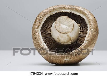 Picture - The underside of a mushroom. Fotosearch