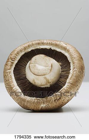 Stock Photography - The underside of a white mushroom. Fotosearch