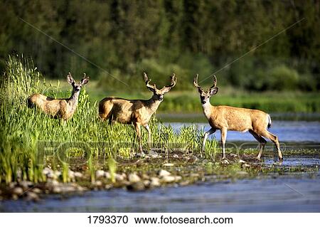 Three deer by water's edge View Large Photo Image Stock Image - Three deer by water's edge. Fotosearch