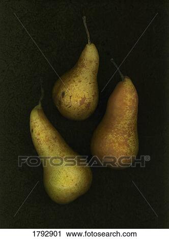 Three golden pears View Large Photo Image Stock Image - Three golden pears. Fotosearch