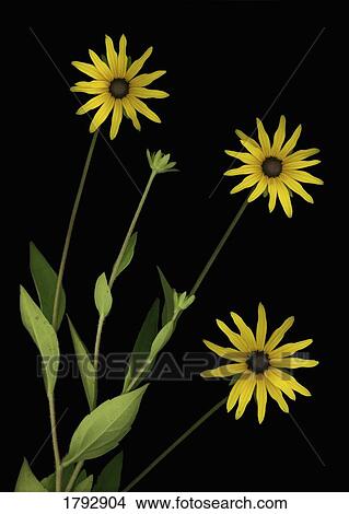 Picture - Three yellow flowers. Fotosearch