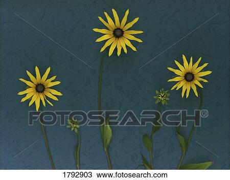 Three yellow flowers View Large Photo Image Stock Image - Three yellow flowers. Fotosearch