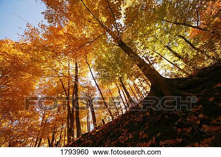 Trees in autumn View Large Photo Image Stock Image - Trees in autumn. Fotosearch