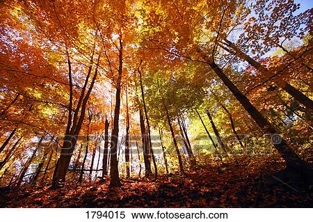 Stock Photography - Trees in autumn. Fotosearch