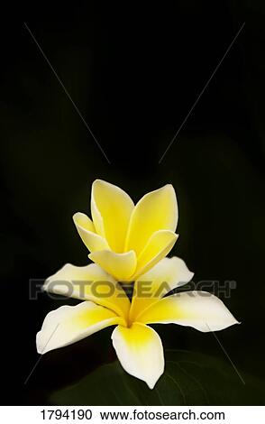 Stock Image - Tropical flower. Fotosearch
