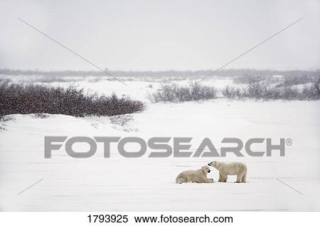 Two polar bears View Large Photo Image Stock Photography - Two polar bears. Fotosearch