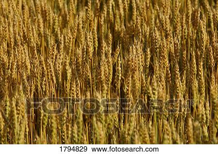 Stock Photo - Wheat field. Fotosearch