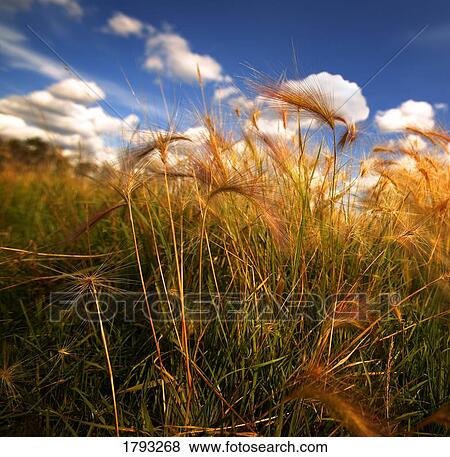 Stock Photo - Wheat in a field. Fotosearch