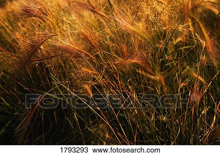 Stock Image - Wheat stalks. Fotosearch