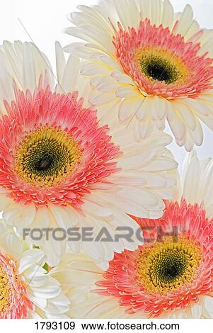 White and pink gerbera daisies View Large Photo Image Stock Photo - White and pink gerbera daisies. Fotosearch
