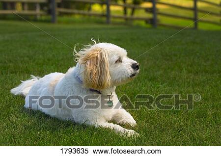 White dog View Large Photo Image Stock Photography - White dog. Fotosearch