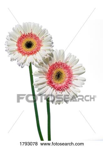 White/pink gerbera daisies View Large Photo Image Stock Photo - White/pink gerbera daisies. Fotosearch