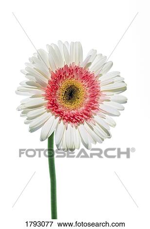 White/pink gerbera daisy View Large Photo Image Stock Photo - White/pink gerbera daisy. Fotosearch
