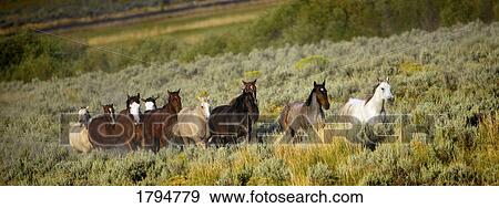 Wild horses View Large Photo Image Stock Photo - Wild horses. Fotosearch