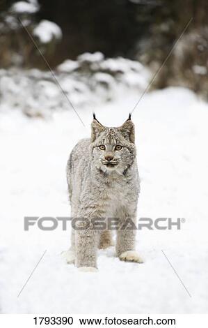 Wild lynx View Large Photo Image Stock Image - Wild lynx. Fotosearch