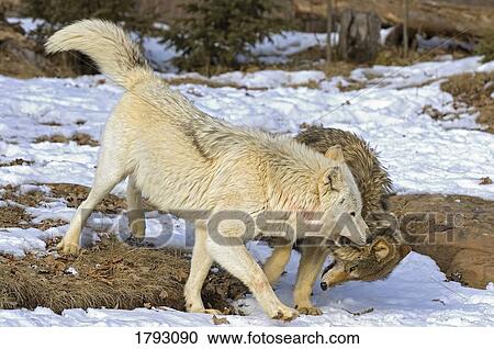 Wolf interaction View Large Photo Image Stock Image - Wolf interaction. Fotosearch