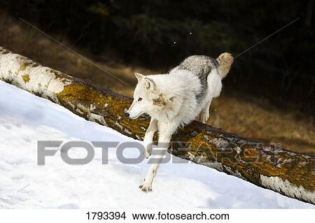 Picture - Wolf jumping over log. Fotosearch