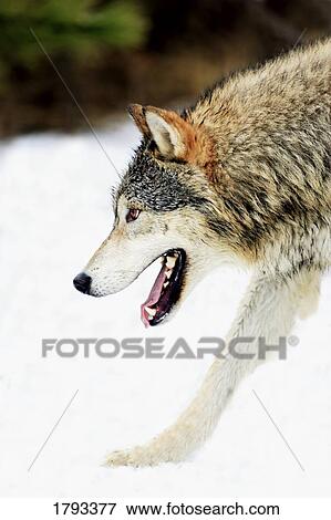 Wolf on the prowl View Large Photo Image Stock Photo - Wolf on the prowl. Fotosearch